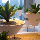 Star Alliance lounge in LAX – indoor garden